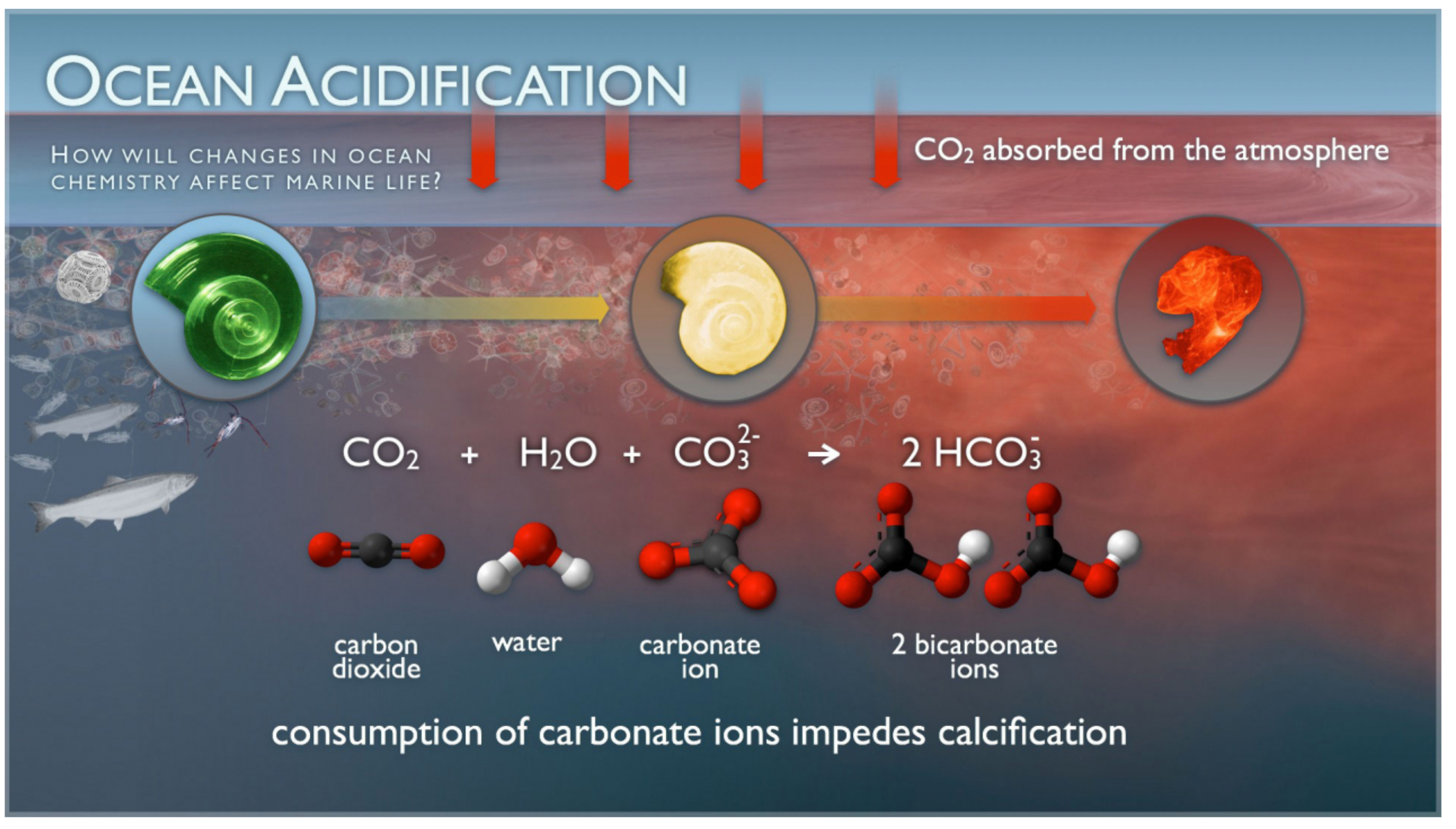 Ocean acidification implications for shellfish diagram courtesy of US NOAA